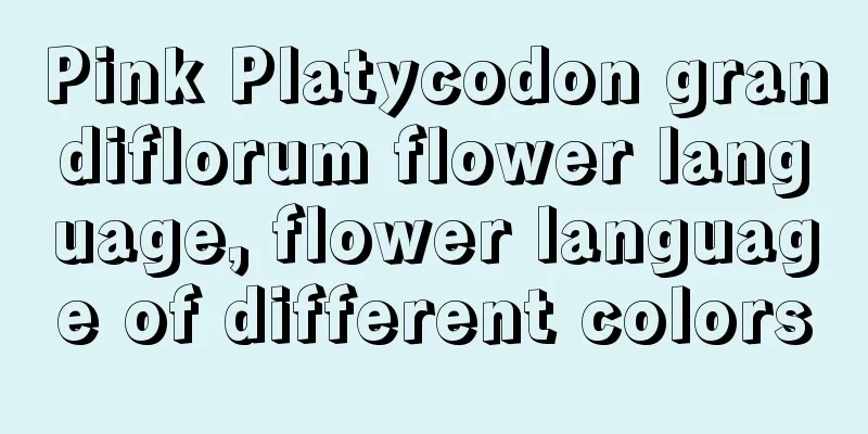 Pink Platycodon grandiflorum flower language, flower language of different colors