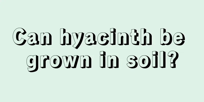 Can hyacinth be grown in soil?