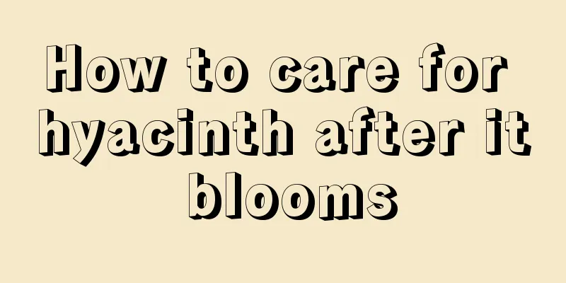 How to care for hyacinth after it blooms