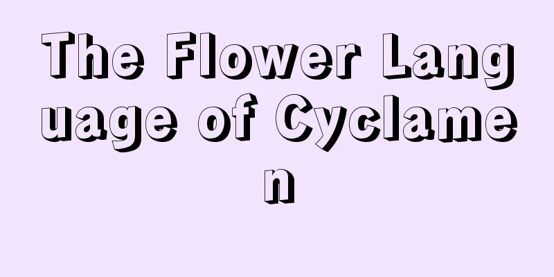 The Flower Language of Cyclamen