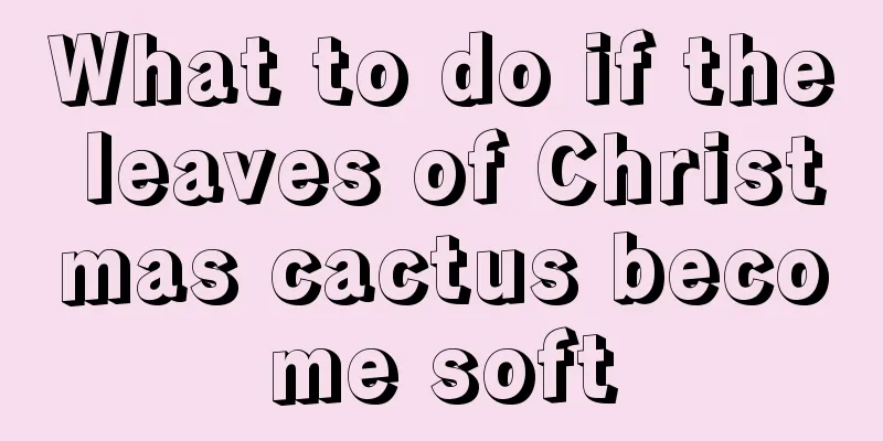 What to do if the leaves of Christmas cactus become soft