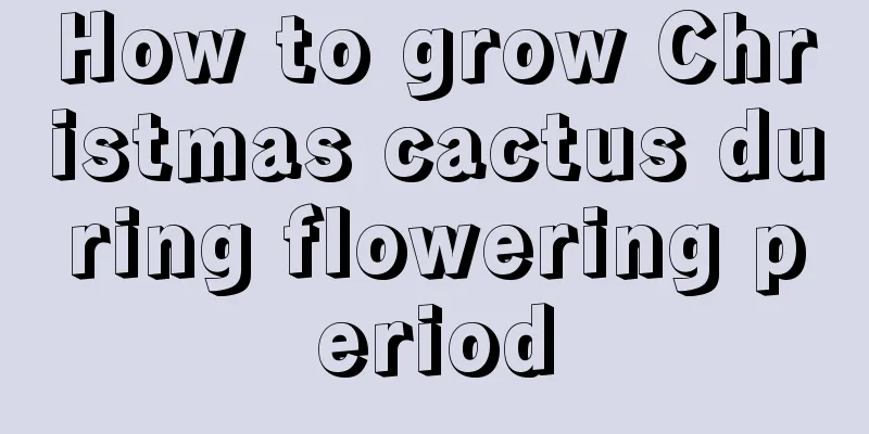 How to grow Christmas cactus during flowering period