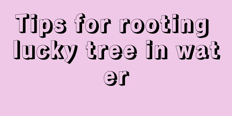 Tips for rooting lucky tree in water