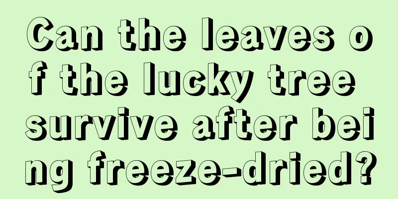 Can the leaves of the lucky tree survive after being freeze-dried?