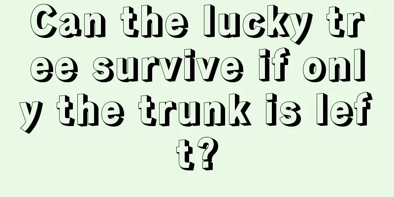 Can the lucky tree survive if only the trunk is left?