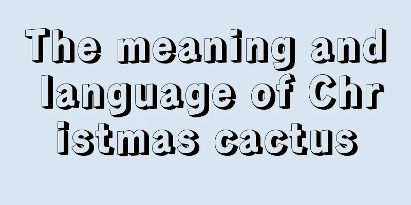 The meaning and language of Christmas cactus