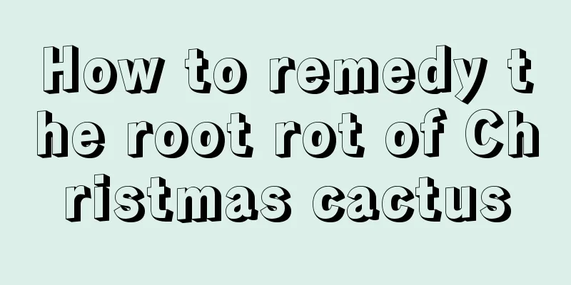 How to remedy the root rot of Christmas cactus