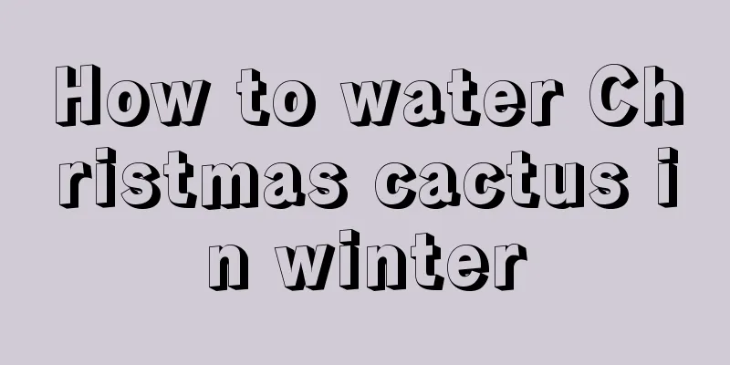 How to water Christmas cactus in winter