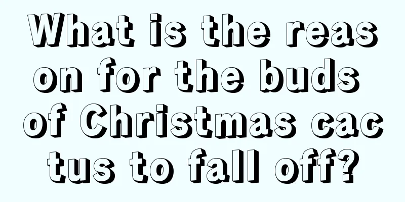 What is the reason for the buds of Christmas cactus to fall off?