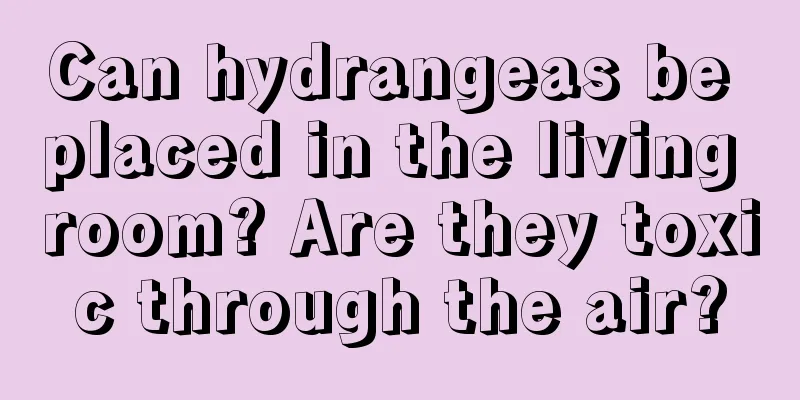 Can hydrangeas be placed in the living room? Are they toxic through the air?