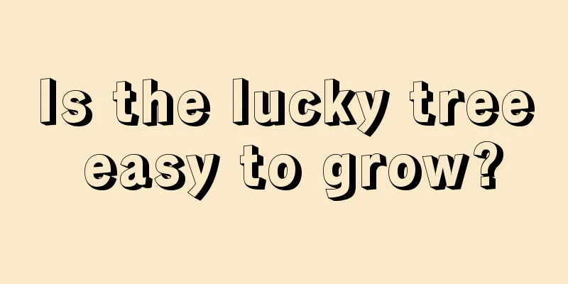 Is the lucky tree easy to grow?