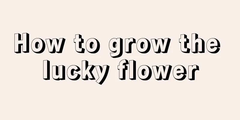 How to grow the lucky flower