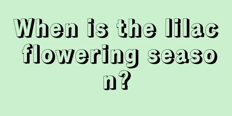 When is the lilac flowering season?