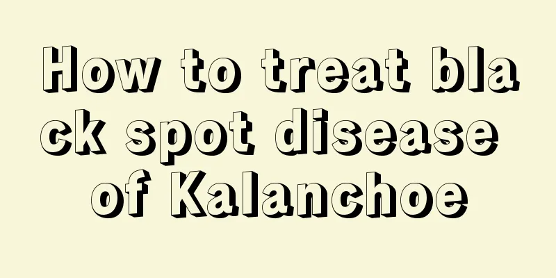 How to treat black spot disease of Kalanchoe