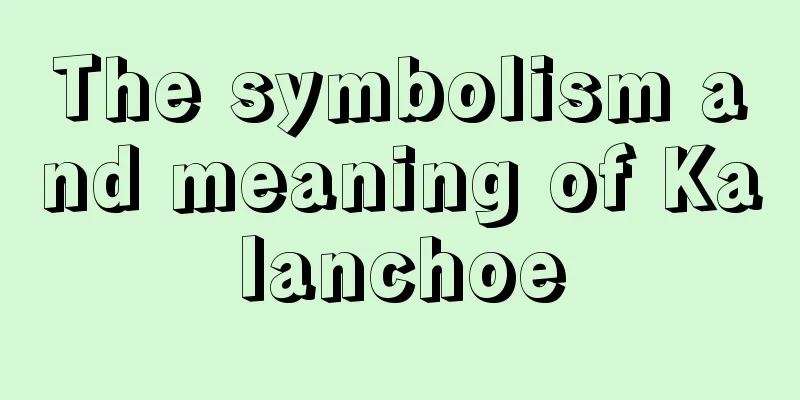 The symbolism and meaning of Kalanchoe