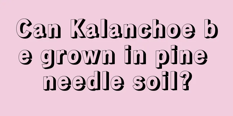 Can Kalanchoe be grown in pine needle soil?