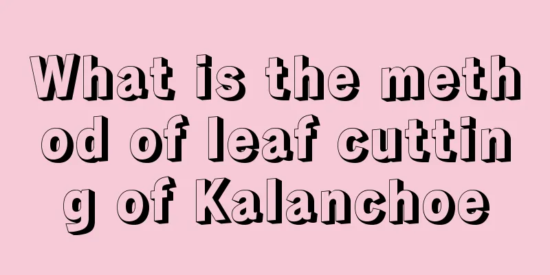 What is the method of leaf cutting of Kalanchoe