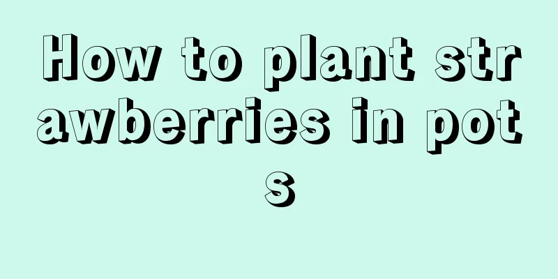 How to plant strawberries in pots