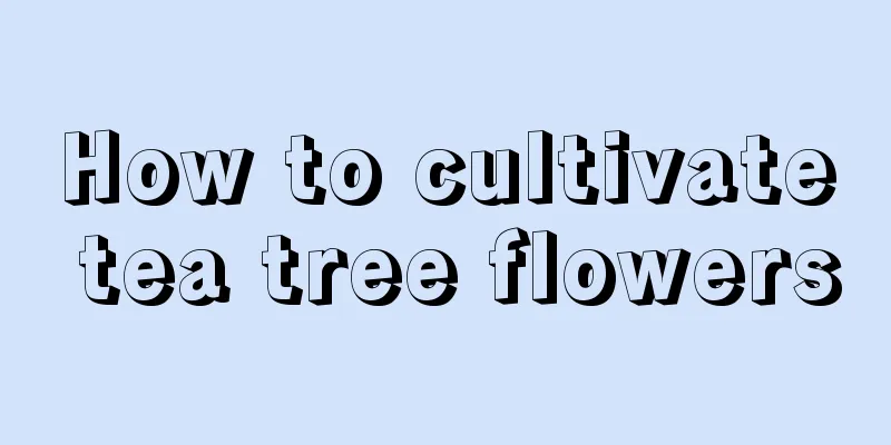 How to cultivate tea tree flowers