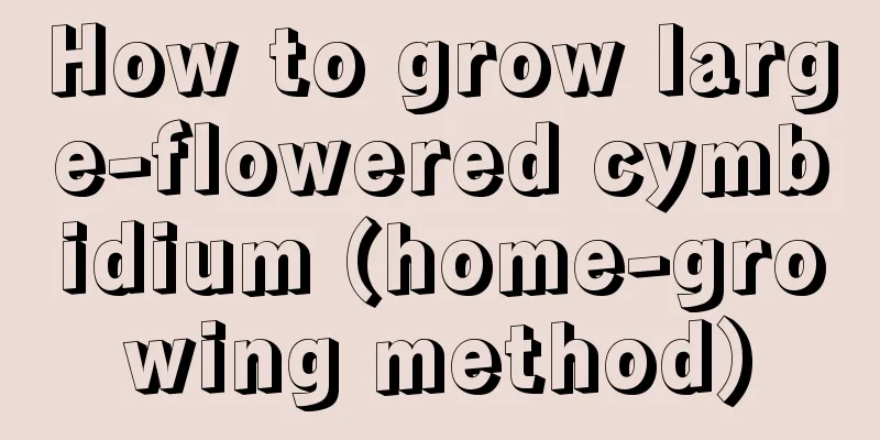 How to grow large-flowered cymbidium (home-growing method)