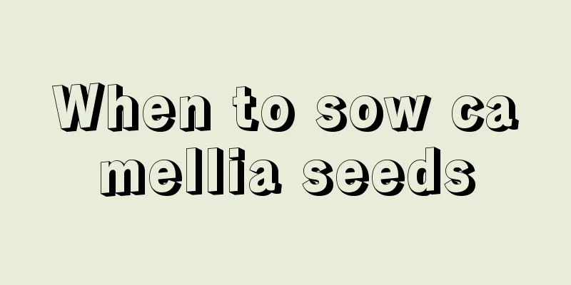 When to sow camellia seeds