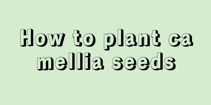 How to plant camellia seeds