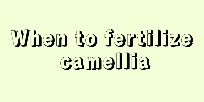 When to fertilize camellia