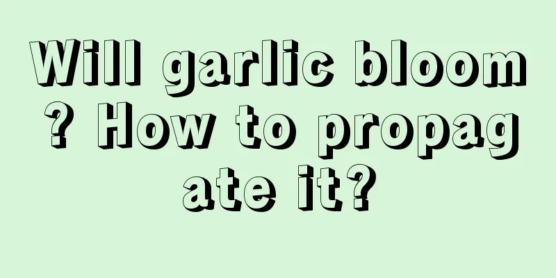 Will garlic bloom? How to propagate it?