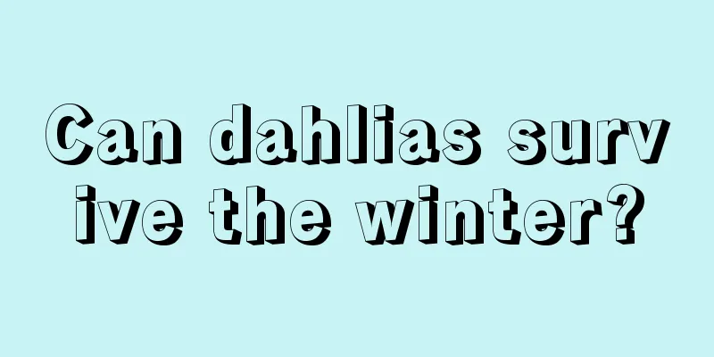 Can dahlias survive the winter?