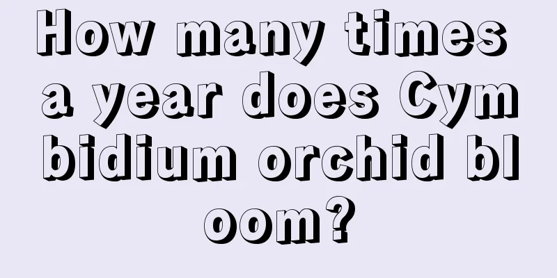 How many times a year does Cymbidium orchid bloom?
