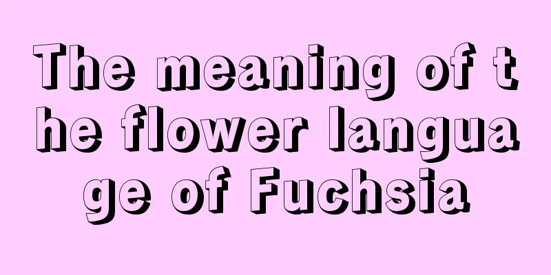 The meaning of the flower language of Fuchsia