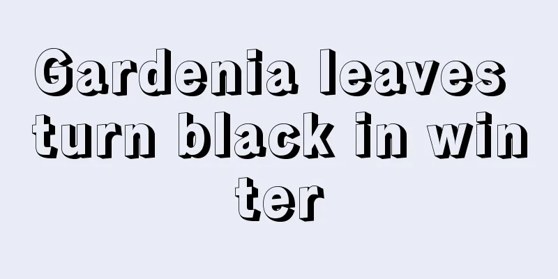 Gardenia leaves turn black in winter