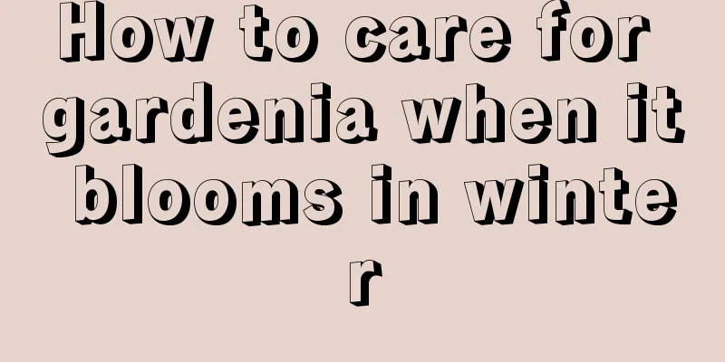 How to care for gardenia when it blooms in winter