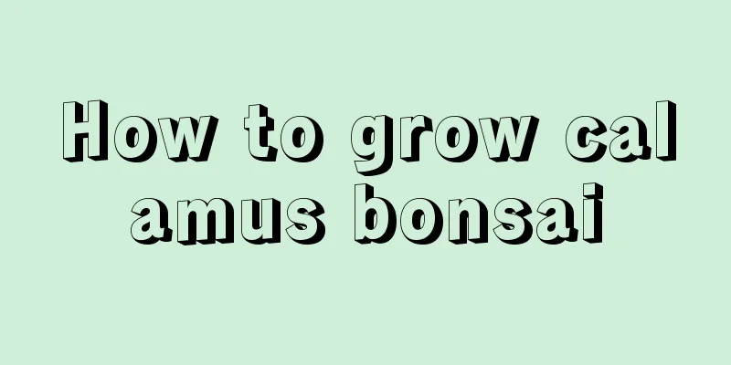 How to grow calamus bonsai