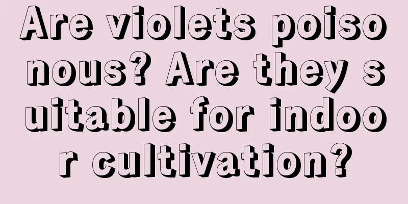 Are violets poisonous? Are they suitable for indoor cultivation?