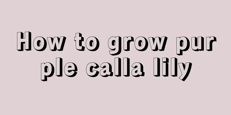 How to grow purple calla lily