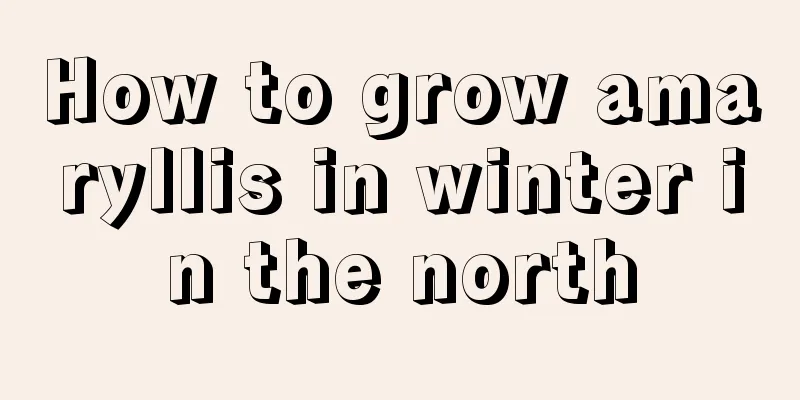 How to grow amaryllis in winter in the north