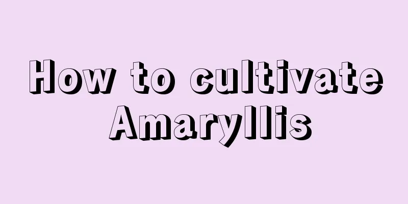 How to cultivate Amaryllis