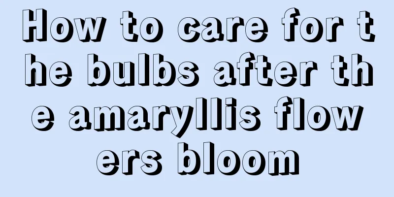 How to care for the bulbs after the amaryllis flowers bloom