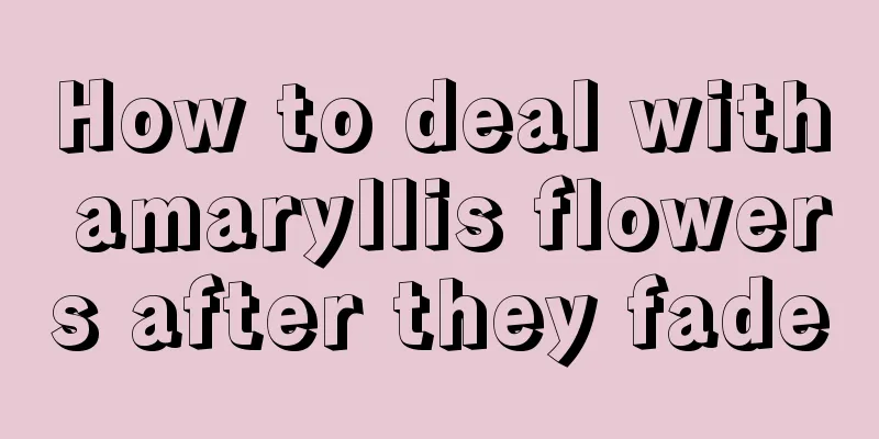 How to deal with amaryllis flowers after they fade