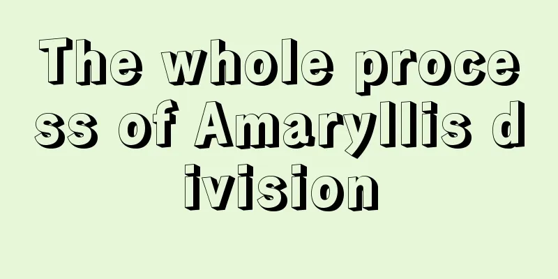 The whole process of Amaryllis division