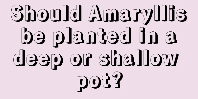 Should Amaryllis be planted in a deep or shallow pot?