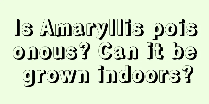 Is Amaryllis poisonous? Can it be grown indoors?