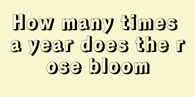 How many times a year does the rose bloom