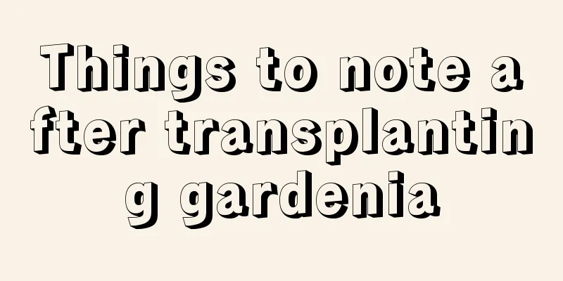 Things to note after transplanting gardenia