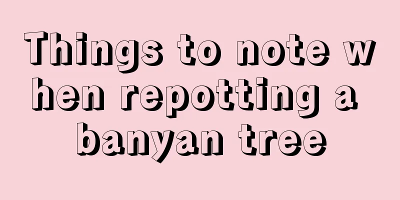 Things to note when repotting a banyan tree