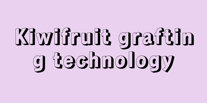 Kiwifruit grafting technology