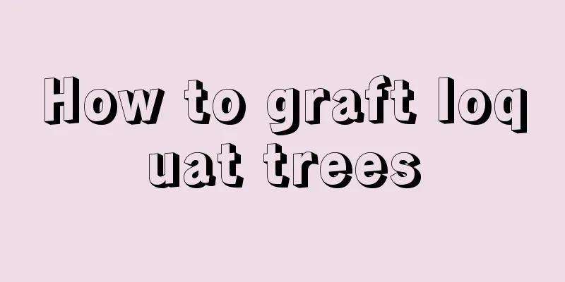 How to graft loquat trees