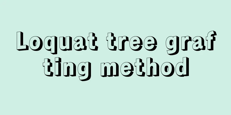 Loquat tree grafting method