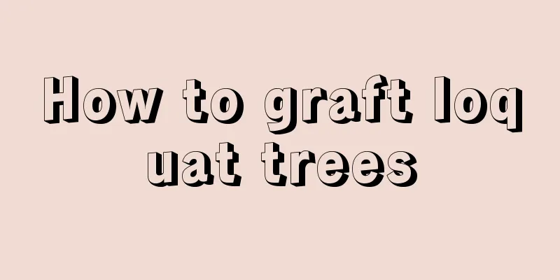 How to graft loquat trees